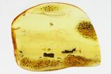 True Midge (Chironomidae) w/ Attached Phoretic Mite in Baltic Amber #307693-1